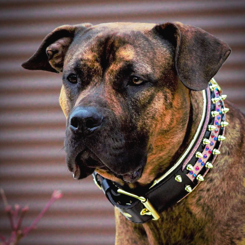 The Candy Dog Collar (Black)
