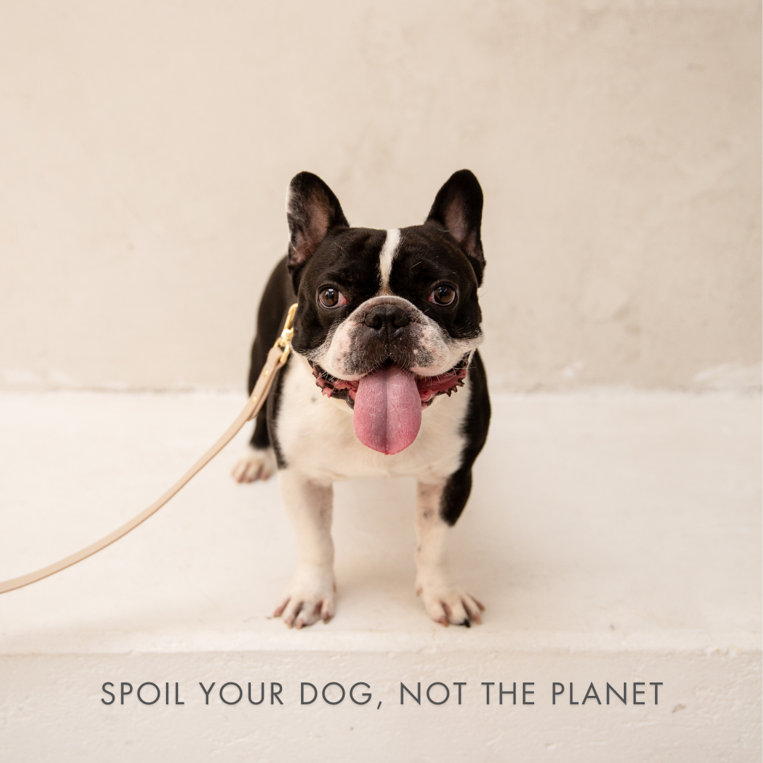 Collar - Smart Tag Enabled - Vegan Leather - Cupertino