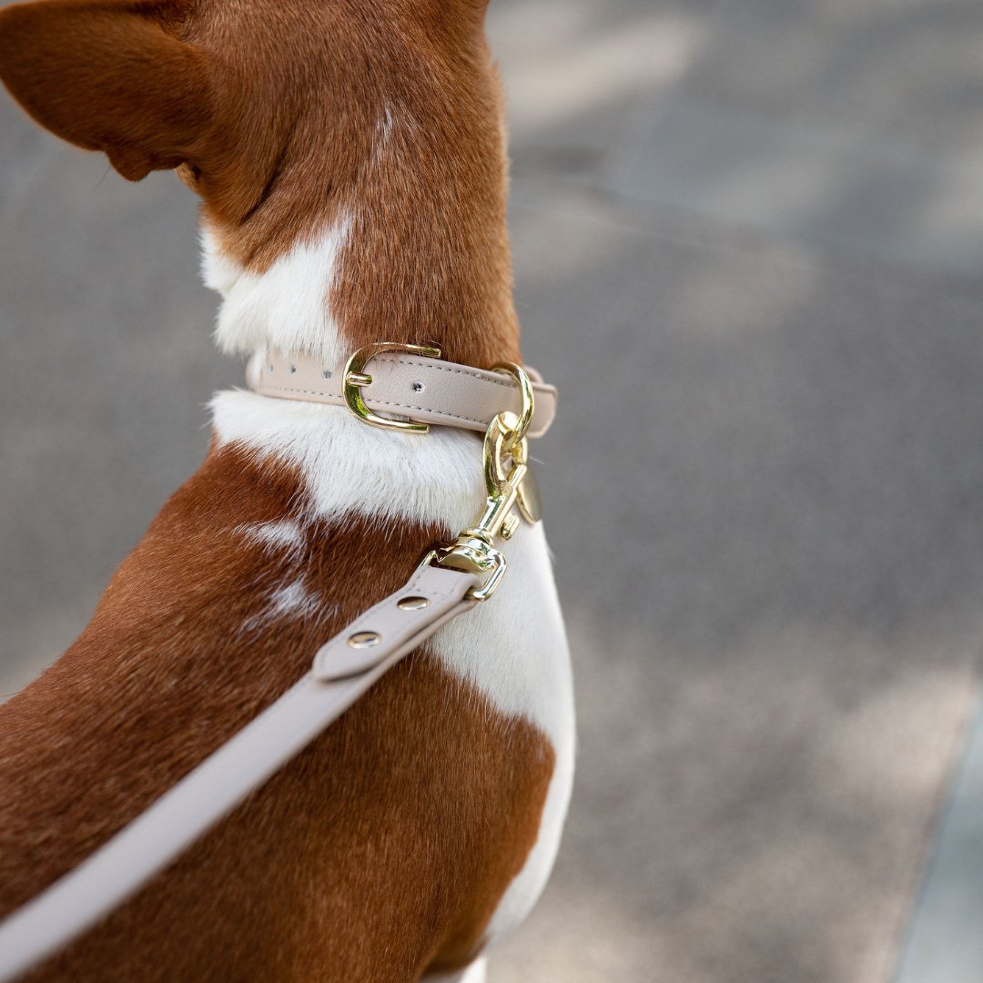 Collar - Smart Tag Enabled - Vegan Leather - Cupertino