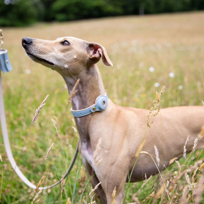 Collar - Smart Tag Enabled - Vegan Leather - Cupertino