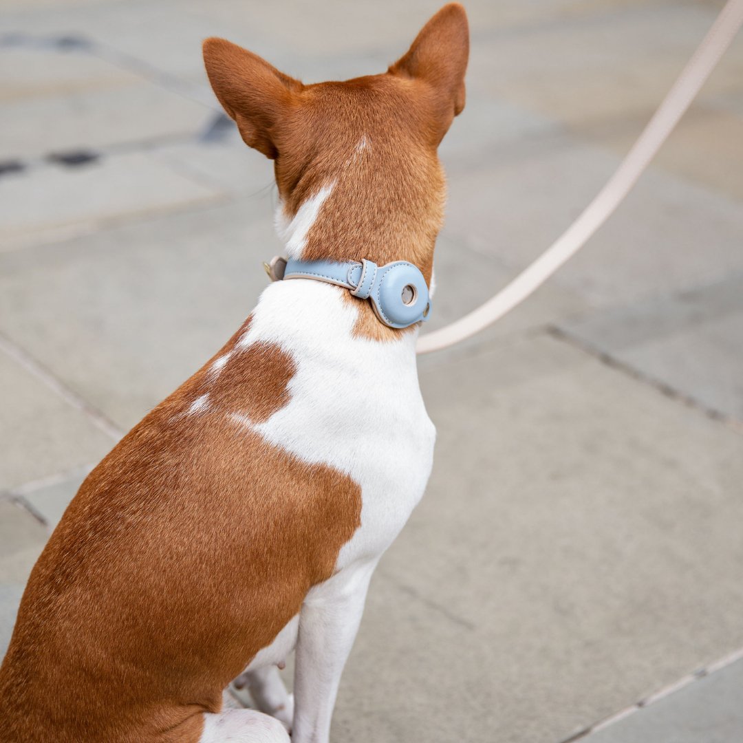 Collar - Smart Tag Enabled - Vegan Leather - Cupertino
