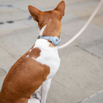 Collar - Smart Tag Enabled - Vegan Leather - Cupertino