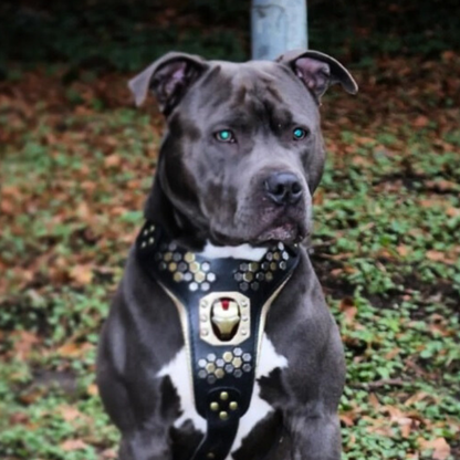Irondog Harness